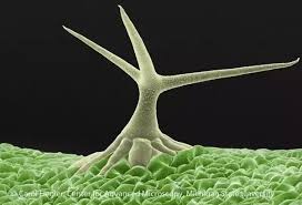 Cell walls are designed to resist water pressure in the plant call. Why Do Plant Cells Have A Defined Shape Quora