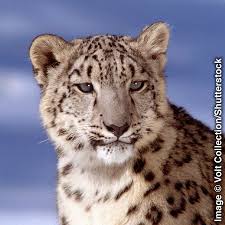A Visit To Mongolia Lands And Peoples Animals Snow Leopard Mongolia