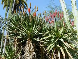 Image result for Aloe excelsa