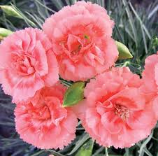 Silver leaf plants with pink flowers. Plants With Silver Leaf Foliage