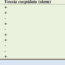Image result for Vossia cuspidata