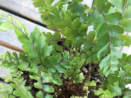 Maybe you would like to learn more about one of these? Maidenhair Fern S New Fronds Drying Up Older Leaf Tips Browning