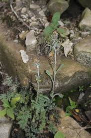 Image result for Gnaphalium polycaulon