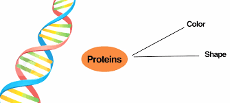 7 Advantages And Disadvantages Of Genetic Engineering