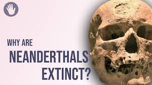 Homo naledi was announced as a new species in 2015, after fossils were found deep within the rising star cave system in the cradle of humankind world heritage site. Why Are Neanderthals Extinct Youtube