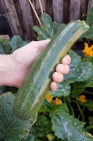 We did not find results for: How To Grow Zucchini From Seeds The Greedy Vegan
