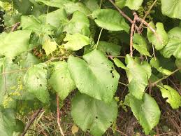 Image result for Vitaceae