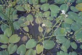 Image result for Caldesia parnassifolia