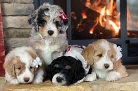 Bernedoodle litter of puppies for sale near pennsylvania, millersburg, usa. Bernedoodle And Sheepadoodle Puppies In Tennessee By Ocoee River Doodles
