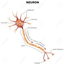 labeled diagram of the neuron nerve cell that is the main part