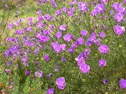 The tall flower stalks of verbena bearing a cluster of stunning purple blooms growing in a mass create a scenic vista. Alyogyne Aussie Purple Tm Aussie Colours