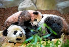 Peluches, livres, magnets, mugs, médailles sont à découvrir, la plupart des objets sont imaginés par nos équipes. France Beauval Premier Reve Accompli Pour Le Bebe Panda Yuan Meng Le Telegramme