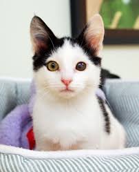 Happy Caturday! Meet the sweetest kitten ever! Look at this adorable little  boy! Theodore was surrendered to us months ago. There was something going 