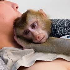 Separation of Monkeys Kaka and Mit from Human Family Diem