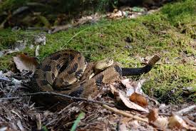 Check spelling or type a new query. Timber Rattlesnakes Cool Facts And An Uncertain Future