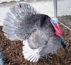Black And White Turkey Breed Guide To Turkey Breeds Blain S Farm Fleet Blog Turkey Breeds Geese Breeds Bronze Turkey
