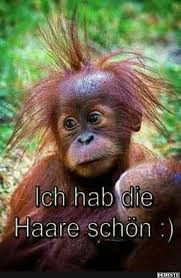 Ich Hab Die Haare Schon Lustige Tierbilder Mit Spruchen Affenbilder Lustige Tierbilder