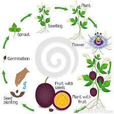 A Growth Cycle Of A Passion Fruit Plant On A White Background Beautiful Illustration Passion Fruit Plant Fruit Plants Plant Seedlings
