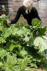 Feb 05, 2021 · growing conditions for rhubarb. Is Your Rhubarb Spindly You Need To Split It