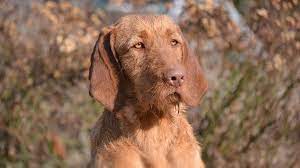 We have 4 boys & 4 girls. Wirehaired Vizsla Price Temperament Life Span