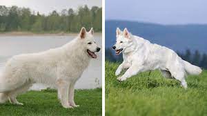 Our white german shepherd puppies are pure akc white german shepherds and have had no wolf added into their lines, even though most german shepherd breeders in other countries are adding wolf back into the bloodlines to improve on the breed. White German Shepherd Dog Breed Information Characteristics Facts