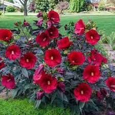 Gardens Alive 1 Pack In Bareroot Midnight Marvel Perennial Hibiscus Lowes Com Hardy Hibiscus Hibiscus Tree Hibiscus Bush
