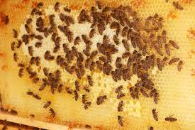 Bei der nistplatzsuche sind die königinnen sehr wählerisch. Bienennest Vom Rolladenkasten Entfernen So Werden Sie Es Los Hausgarten Net