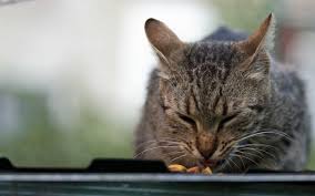 But they can be easy to miss, especially early on. Diabetes In Cats Small Door Veterinary