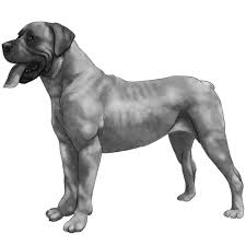 Check spelling or type a new query. Boerboels Dog Breed Info Photos Common Names And More Embarkvet