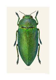 Image result for Perotis