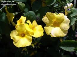 Image result for Reinwardtia indica