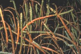 Image result for Sarcocornia