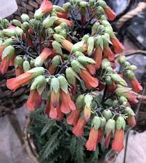 Kalanchoe Lucky Bells Max Vandaag