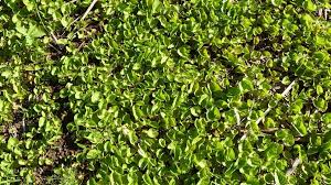 Image result for Centella glabrata