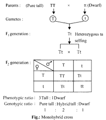 Ncert Solutions For Class 12 Biology Chapter 5 Principles Of Inheritance And Variation 4 Https Www Learninsta Com Ncer Biology Solutions Genetic Disorders