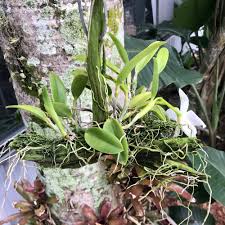 Image result for Lankesteria alba