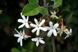 Image result for Jasminum fluminense