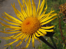 Image result for Inula
