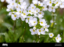 Image result for Arabis alpina