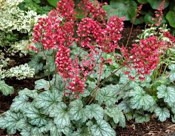 Pin On Coral Bells