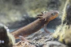 Image result for Craterostigma newtonii