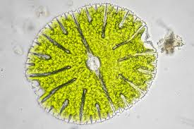 Image result for Micractis