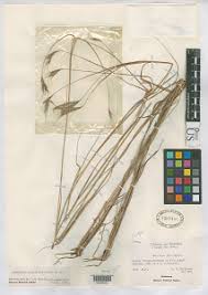 Image result for Andropogon chinensis