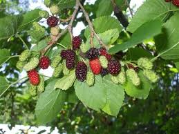 Tirek claims that he answered all of cozy glow's questions about draining magic because he was bored. What Does A Mulberry Bush Look Like Quora