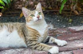 Cats normally have five front toes and four back toes. Hemingway Cats The Felines That Rule Papa S Key West Estate