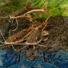 Bagi yang baru mulai juga sama, kok, asalkan tahu jenis ikan apa aja yang baiknya dipilih. Leopard Catfish Ikan Hias Predator Shopee Indonesia