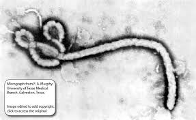 Needs a host cell to survive. Ebolavirus Viralzone
