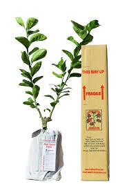 Enjoy three different fruits or varieties on one tree! Grafting Multiple Fruits On One Tree Fruit Trees