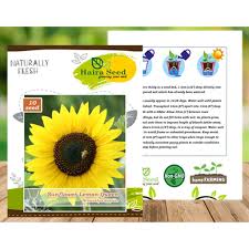 Letakkan bibit bunga matahari ke dalam pot maupun pada rak bersusun. Bibit Bunga Matahari Sunflower Lemon Queen Haira Seed Kemasan Asli Pabrik Shopee Indonesia