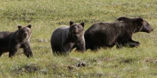 Irgend wann anders, nach vor dem dehnen beispielsweise. Beginn Der Grizzly Jagdsaison Toten Mit Lizenz Taz De